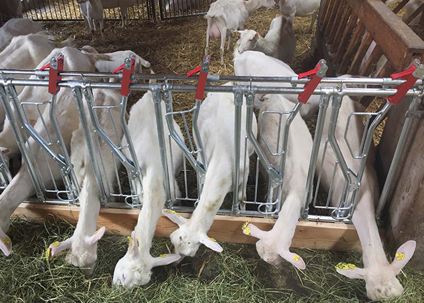 Automatic goat shops feeder